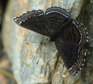 Orange-stitched Metalmark (Chalodeta chaonitis). Rio Zongo, between Caranavi and Guarnay, Yungas. d. 31 January 2009. Photographer: Lars Andersen