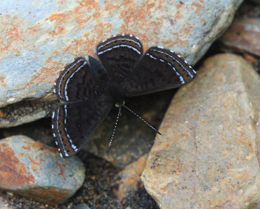 Orange-stitched Metalmark (Chalodeta chaonitis). Rio Zongo,  between Caranavi and Guarnay, Yungas. d. 31 January 2009. Photographer: Lars Andersen