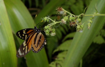 Tropical Milkweed Butterfly, Lycorea halia pales (C. Felder & R. Felder, 1862) Tribe Danaini. Caranavi d. 3 February 2009. Photographer; Lars Andersen