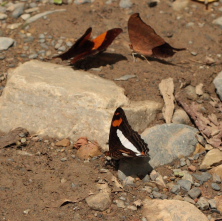 Adelpha erotia. Coroico, Yungas d 8 February 2009. Photographer: Lars Andersen 