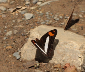 Adelpha erotia. Coroico, Yungas d 8 February 2009. Photographer: Lars Andersen 