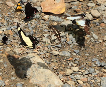 Heraclides garleppi (Staudinger, 1892). Caranavi, Yungas, Bolivia d. 3 february 2009. Photographer: Lars Andersen