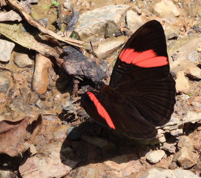 Challa, Yungas, 3 February 2009. Photographer: Lars Andersen 