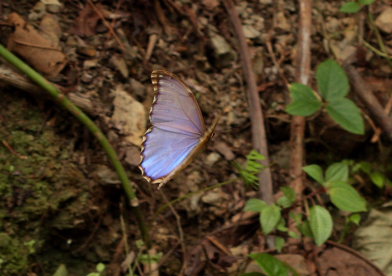 Taipiplaya, Yungas. d. 3 February 2009. Photographer: Lars Andersen