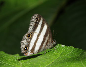 Unifasciata Satyr (Pronophila unifasci9 January 2009. Photographer: Lars Andersen 