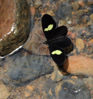 Mariposas de Bolivia. Suapi, Yungas, Bolivia. D. 3 February 2009. Photographer: Lars Andersen