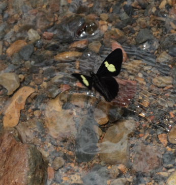 Mariposas de Bolivia. Suapi, Yungas, Bolivia. D. 3 February 2009. Photographer: Lars Andersen