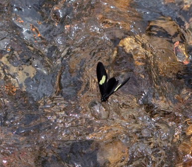 Archonias brassolis. Suapi, Yungas, Bolivia. D. 3 February 2009. Photographer: Lars Andersen