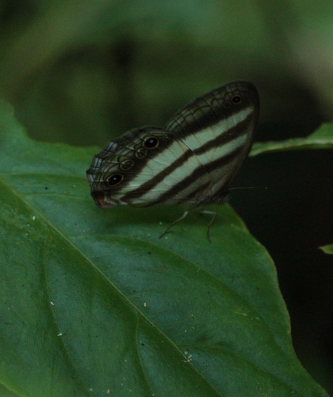 Unifasciata Satyr (Pronophila unifasci9 January 2009. Photographer: Lars Andersen 