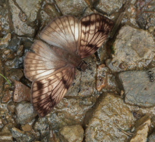 Caranavi, Yungas d. 6 February 2009. Photographer: Lars Andersen