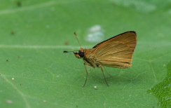 Caranavi, Yungas. 6 February 2009. Photographer: Lars Andersen 