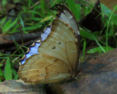 Morpho menelaus godarti (Gurin-Mneville, 1844). Taipiplaya, Yungas. d. 6 February 2009. Photographer: Lars Andersen