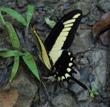 Lamarc Swallowtail, Heraclides lamarchei (Staudinger, 1892). Caranavi, Yungas, Bolivia. d. 8 February 2009. Photographer: Lars Andersen
