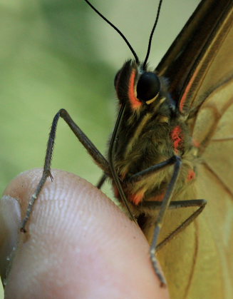 Morpho menelaus godarti (Gurin-Mneville, 1844). Taipiplaya, Yungas. d. 6 February 2009. Photographer: Lars Andersen