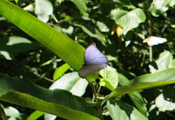 Morpho menelaus godarti (Gurin-Mneville, 1844). Taipiplaya, Yungas. d. 6 February 2009. Photographer: Lars Andersen