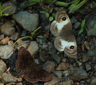 Rio Rufus, elev. 874 m. Taipiplaya, Yungas d. 6 february 2009. Photographer: Lars Andersen