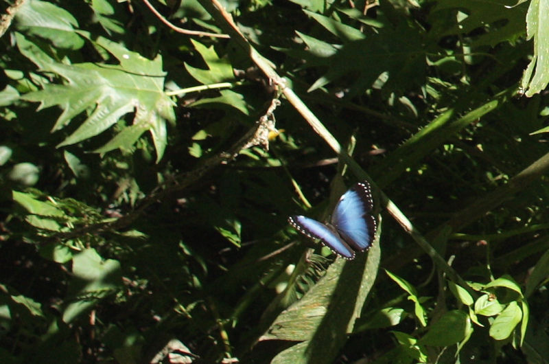 Morpho helenor leontius (Le Moult & Ral, 1962). Taipiplaya, Yungas. d. 6 February 2009. Photographer: Lars Andersen