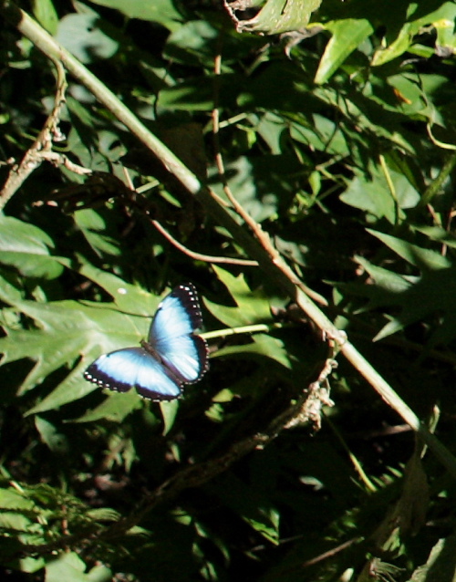 MorphMorpho helenor leontius (Le Moult & Ral, 1962). Taipiplaya, Yungas. d. 6 February 2009. Photographer: Lars Andersen