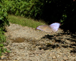 Morpho menelaus godarti (Gurin-Mneville, 1844). Taipiplaya, Yungas. d. 6 February 2009. Photographer: Lars Andersen