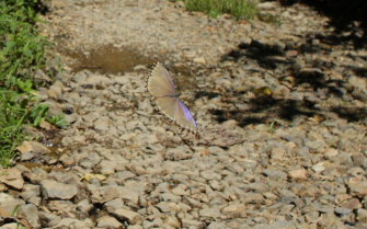 Morpho menelaus godarti (Gurin-Mneville, 1844). Taipiplaya, Yungas. d. 6 February 2009. Photographer: Lars Andersen