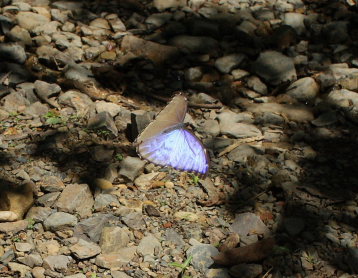 Morpho menelaus godarti (Gurin-Mneville, 1844). Taipiplaya, Yungas. d. 6 February 2009. Photographer: Lars Andersen