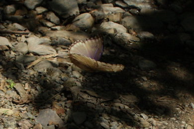 Morpho menelaus godarti (Gurin-Mneville, 1844). Taipiplaya, Yungas. d. 6 February 2009. Photographer: Lars Andersen