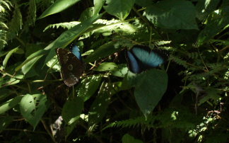 Morpho helenor leontius (Le Moult & Ral, 1962). Taipiplaya, Yungas. d. 6 February 2009. Photographer: Lars Andersen