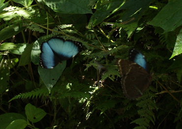 Morpho helenor leontius (Le Moult & Ral, 1962). Taipiplaya, Yungas. d. 6 February 2009. Photographer: Lars Andersen