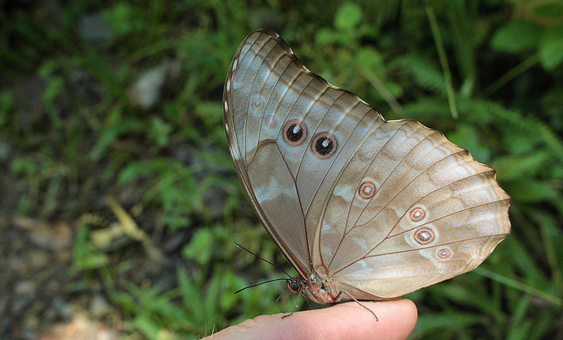 Morpho godartii ssp. godarti (Gurin-Mneville, 1844). Taipiplaya, Yungas. d. 6 February 2009. Photographer: Lars Andersen