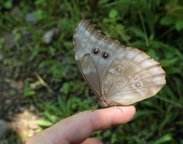 Morpho menelaus godarti (Gurin-Mneville, 1844). Taipiplaya, Yungas. d. 6 February 2009. Photographer: Lars Andersen