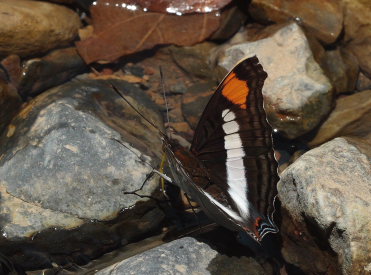 Caranavi, Yungas. february 2009. Photographer: Lars Andersen