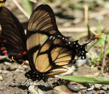 Dolicaon Kite Swallowtail (Eurytides dolicaon). Caranavi, Yungas, Bolivia. D. 2 February 2009. Photographer: Lars Andersen