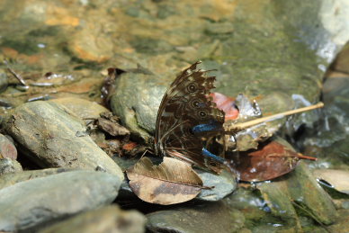 Morpho deidamia (Hubner, 1819). Taipiplaya, Yungas. d. 7 February 2009. Photographer: Lars Andersen