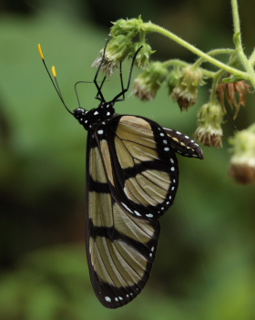 Giant Glasswings, Methona confusa. Caranavi, Yungas, Bolivia. D. 8 February 2009. Photographer: Lars Andersen