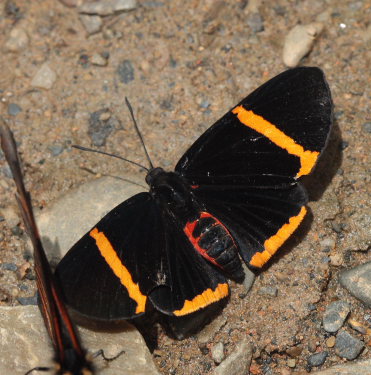 Melanis cercopes (Hewitson, 1874). Caranavi, Yungas. d. 8 February 2009. Photographer: Lars Andersen