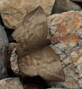 Pale Sicklewing, Eantis pallida (R. Felder, 1869).  Rio Rufus, elev. 874 m. Taipiplaya, Yungas d. 8 february 2009. Photographer: Lars Andersen