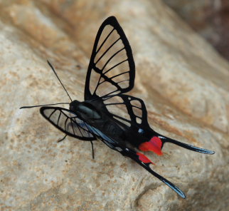 Black Lace, Chorinea faunus. Rio Rufus, Taipiplaya, Caranavi, Yungas. d. 8 February 2009. Photographer: Lars Andersen