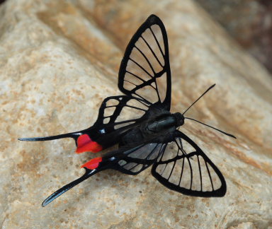 Black Lace, Chorinea octauius. Rio Rufus, Taipiplaya, Yungas. d. 8 February 2009. Photographer: Lars Andersen