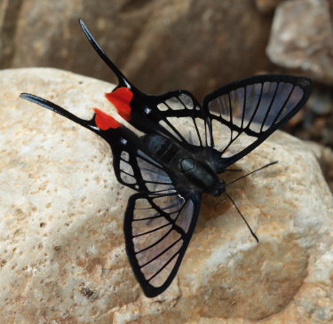 Black Lace, Chorinea octauius Chorinea faunus. Rio Rufus, Taipiplaya, Caranavi, Yungas. d. 8 February 2009. Photographer: Lars Andersen