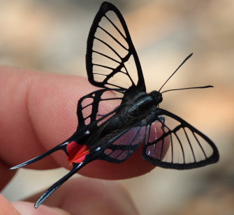 Black Lace, Chorinea octauius. Rio Rufus, Taipiplaya, Caranavi, Yungas. d. 8 February 2009. Photographer: Lars Andersen