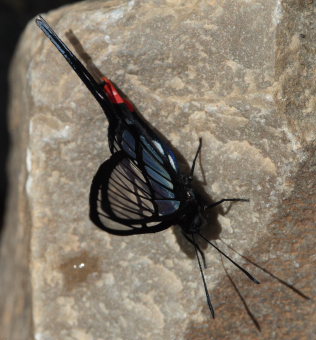 Black Lace, Chorinea octauius. Rio Rufus, Taipiplaya, Caranavi, Yungas. d. 8 February 2009. Photographer: Lars Andersen