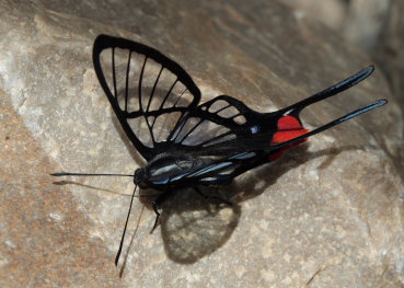 Black Lace, Chorinea octauius. Rio Rufus, Taipiplaya, Caranavi, Yungas. d. 8 February 2009. Photographer: Lars Andersen