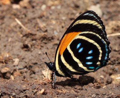 Six-spotted Eighty-eight, Callicore lyca exultans (Fruhstorfer, 1916). Caranavi, Yungas, Bolivia. D. 8 February 2009. Photographer: Lars Andersen