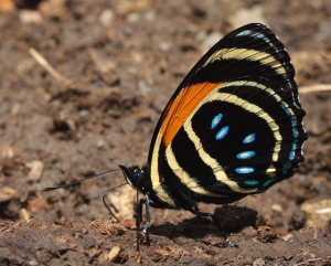 Aegina Numberwing, Callicore lyca. Caranavi, Yungas, Bolivia. D. 8 February 2009. Photographer: Lars Andersen