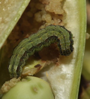 Paprikaugle, Heliothis armigera larve i rteblg. Caranavi, Yungas. d. 1 February 2009. Photographer: Lars Andersen