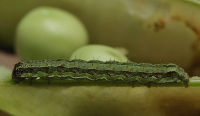 Paprikaugle, Heliothis armigera larve i ærtebælg. Caranavi, Yungas. d. 1 February 2009. Photographer: Lars Andersen