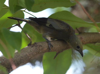 Palm Tanager (Thraupis palmarum). Caranavi, Yungas. d. 13 February 2009. Photographer: Lars Andersen