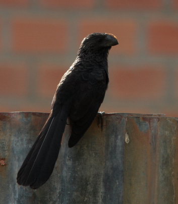 Smooth-Billed Ani (Crotophaga ani). Caranavi, Yungas. d. 13 February 2009. Photographer: Lars Andersen