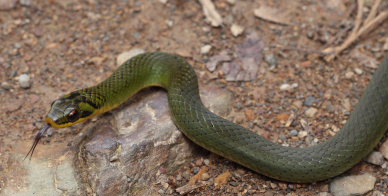 Maybe a Liophis spcies? ID from Henrik Bringse. Caranavi, Yungas, Bolivia february 18, 2009. Photographer; Lars Andersen