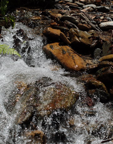 Suapi, Yungas, Bolivia. D. 20 February 2009. Photographer: Lars Andersen